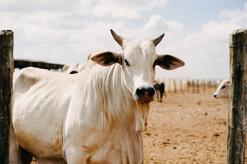 Ilustrasi Cara Merobohkan Sapi Kurban yang Benar, Foto: Unsplash/Andrey Câmara