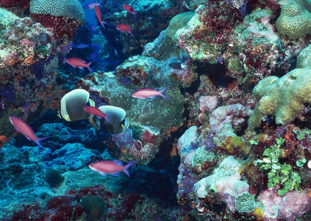 Ilustrasi Terumbu Karang. Foto: Pixabay