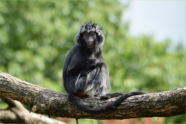 Ilustrasi Lutung budeng. Foto: Pi