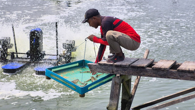 Taufiq, pekerja lokal tambak udang BUBK Kebumen saat memberi makan udang vaname, Kamis (21/5/2026). Foto: Nabila Ulfa/kumparan