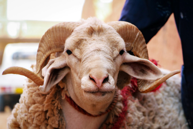 Ilustrasi hewan qurban. Foto: Unsplash