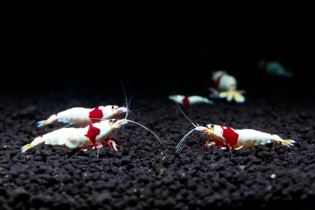 Ilustrasi Udang. Foto: Pixabay
