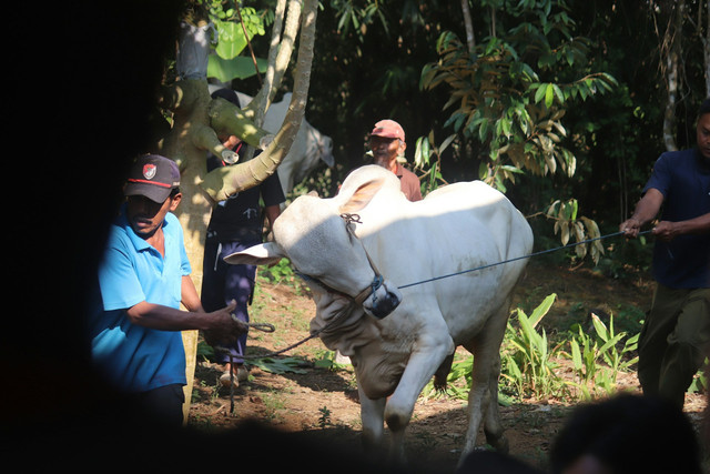 Ilustrasi hewan qurban. Foto: Unsplash