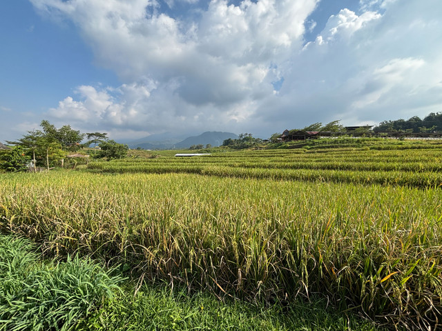 Suasana di Kampung Organik Brenjonk. Foto: Moh Fajri/kumparan