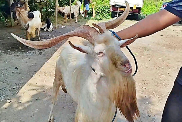 Iswan Joni menunjukkan kambing Sapera yang memiliki tanduk mirip rusa. Foto: Dok. Istimewa