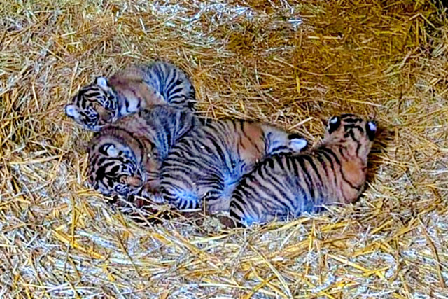 Empat anak harimau Sumatera yang baru lahir di Howletts Wild Animal Park Inggris. Foto: Instagram/ @howlettspark