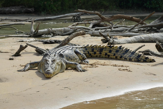 Ilustrasi Buaya. Foto: Pixabay