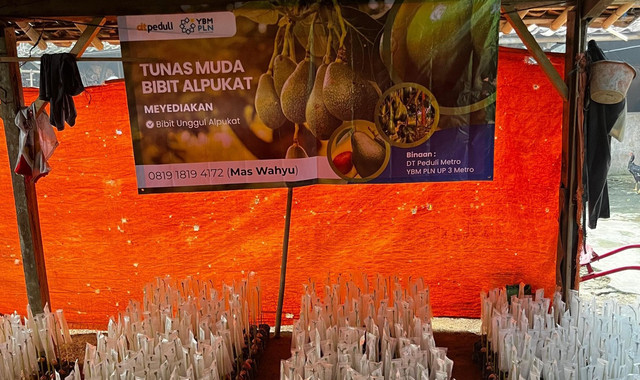 DT Peduli dan YBM PLN gulirkan Program Tunas Muda Bibit Alpukat di Pekalongan (Sumber : DT Peduli)