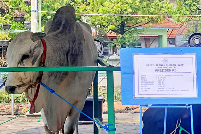 Sapi kurban sumbangan Presiden Prabowo seberat 1,1 ton tiba di Masjid Al-Akbar Surabaya, Selasa (26/5/2026). Foto: Farusma Okta Verdian/kumparan