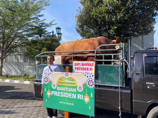 Sapi bantuan Presiden RI di DIY bernama Johny Anggoro. Foto: Pandangan Jogja/Resti Damayanti