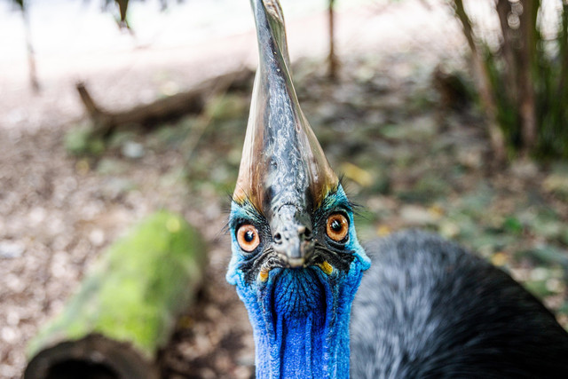 Burung kasuari. Foto: Pixabay