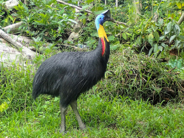 Kasuari gelambir tunggal. Foto: ebird.org