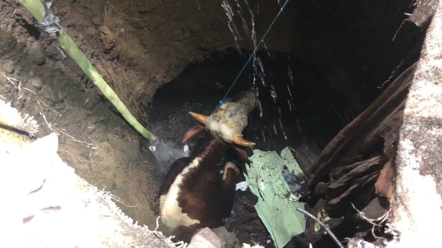 Seekor sapi tercebur ke septic tank saat akan diserahkan ke pembeli di Mojokerto, Selasa (26/5/2026). Foto: kumparan