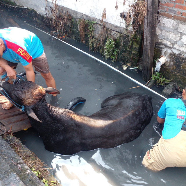 DPKP Surabaya mengevakuasi sapi yang tercebur di selokan di Jalan Raci Gang 1, Kelurahan Benowo, Kecamatan Pakal, Surabaya. Foto: Dok. DPKP Surabaya