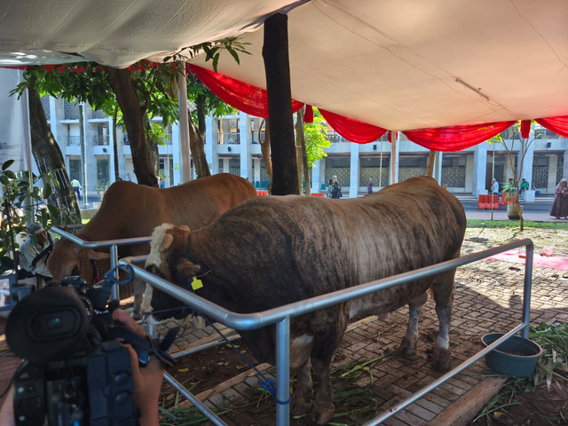Sapi kurban milik Presiden dan Wakil Presiden di Masjid Istiqlal, Jakarta, Rabu (27/5/2026). Foto: Aditya Nugraha/kumparan