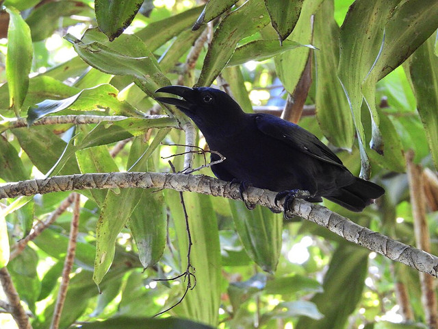 Gagak Banggai. Foto: Wikimedia Commons