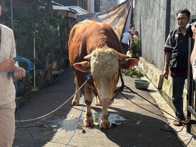 Penampakan sapi Wakil Gubernur DKI Jakarta, Rano Karno, yang diserahkan ke RT 11 RW 7 Gandaria Utara, Kebayoran Baru, Jakarta Selatan, pada Rabu (27/5/2026). Foto: Jeni Ritanti/kumparan