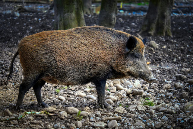 Ilustrasi Babi hutan. Foto: Pixabay