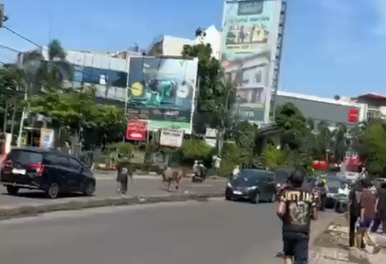 Sapi kabur di Jalan IR.H. Juanda, Ciputat, Tangeran Selatan. Foto: Dok. Istimewa