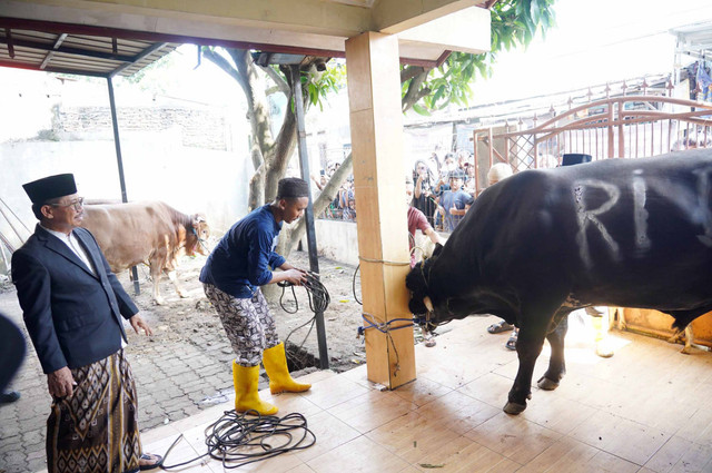 Sapi bernama Sambo, yang merupakan sapi kurban dengan berat 1,1 ton, sumbangan dari Presiden Prabowo Subianto. Foto: Dok. Istimewa