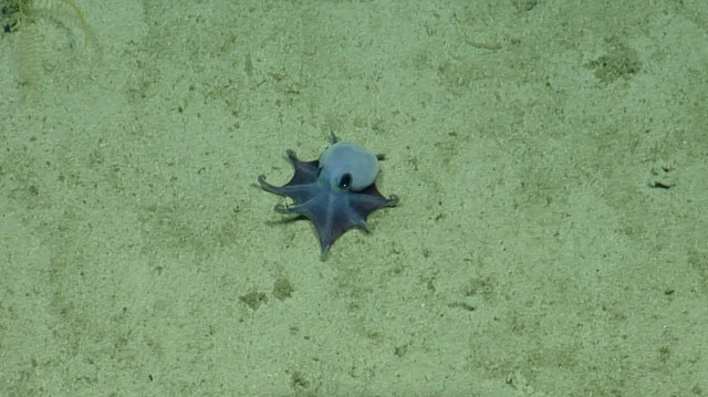 Spesies baru gurita berwarna biru terang ditemukan di dasar laut dekat Kepulauan Galapagos, dinamai Microeledone galapagensis. Foto: Charles Darwin Foundation