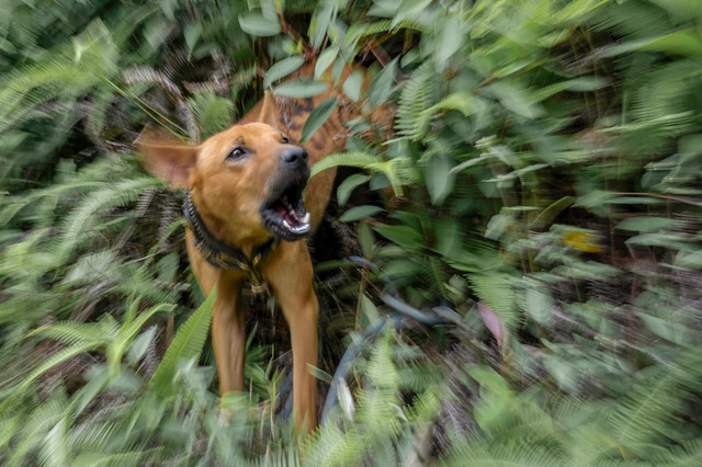 Seekor anjing menggonggong saat mengetahui keberadaan babi hutan. Foto: Ferlian Septa Wahyusa/ANTARA FOTO