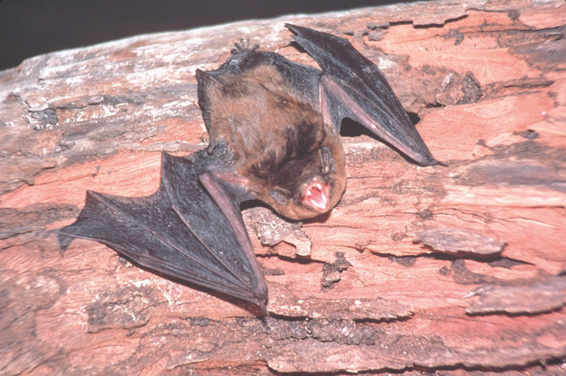 Bearded Tom Bats. Foto: Australian Museum