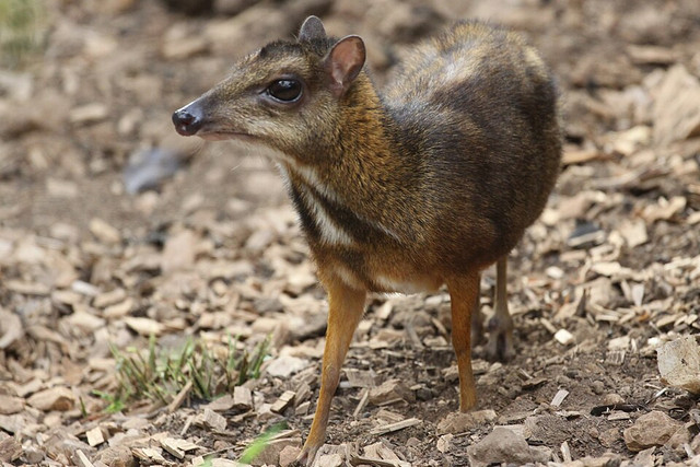 Pelanduk Jawa. Foto: Wikimedia Commons