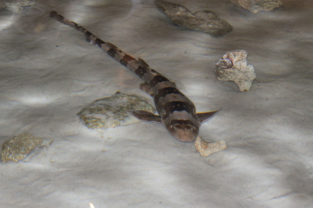 Ilustrasi Hemiscylliidae. Foto: commons.wikimedia.org