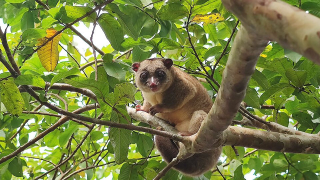 Strigocuscus celebensis. Foto: Wikimedia Commons