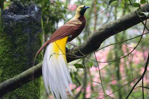 Burung Cendrawasih. Foto: papuapegunungan.kpu.go.id