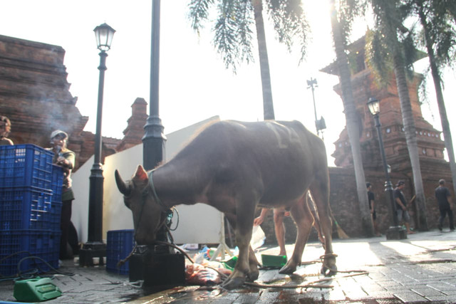 Penyembelihan hewan kurban di Menara Kudus, Kabupaten Kudus, Jawa Tengah pada Jumat (29/5/2026) pagi. Foto: Vega Maarijil Ula/kumparan