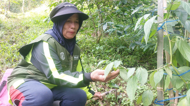 Pengecekan Tanaman Cabe Gendot oleh Petani Binaan DT Peduli Bandung (Sumber : DT Peduli)