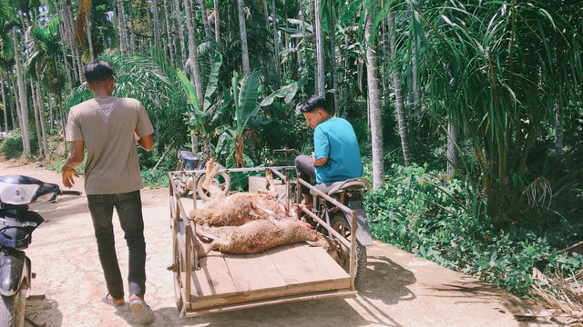 Pendistribusian kurban menggunakan becak motor untuk menempuh penyaluran ke titik lokasi pengungsian di Sawang, Aceh Utara. (Rabu, 27/05/2026)
