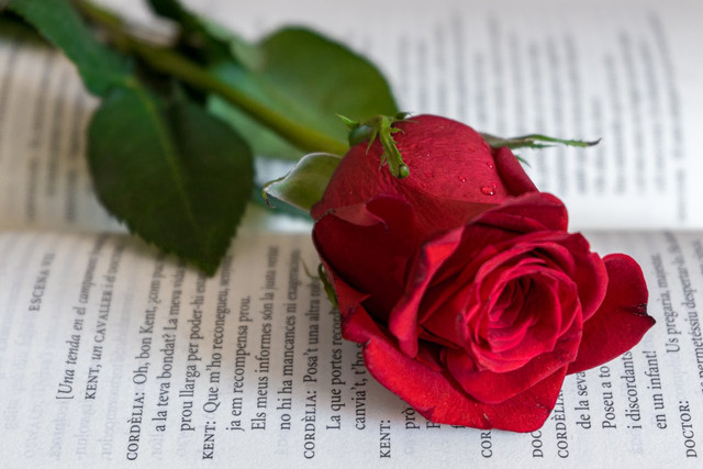 Ilustrasi makna lagu Cinta Pertama Butterfly JKT48. Foto: Unsplash.com/Aleix Cabrera