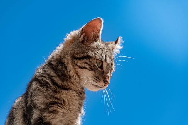 Ilustrasi prompt kucing latar biru, foto: Abner Montaño Gutiérrez/Unsplash