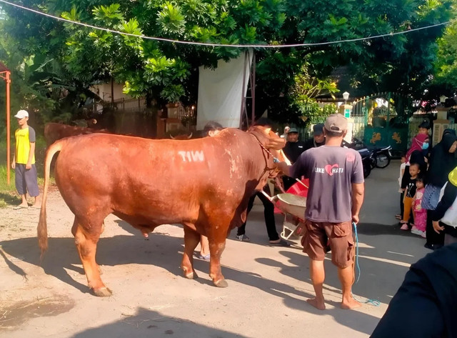 Sapi kiriman Seskab Teddy Indra Wijaya yang dikirimkan ke Masjid Fatahillah, Sleman, dekat kediaman Amien Rais. Foto: Dok. Takmir Masjid Fatahillah