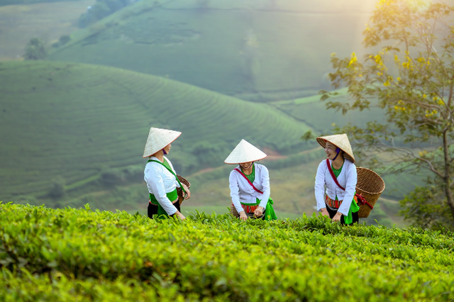 Perempuan petani bekerja di lahan pertanian. Foto: Pixabay