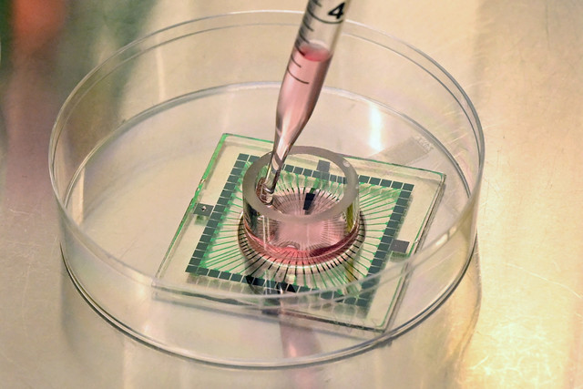 Spesialis ilmiah senior Kwaku Dad Abu Bonsrah memipet nutrisi ke neuron pada chip Micro Electrode Array (MEA) di laboratorium Physical Containment Level 2 (PC2) Cortical Labs di Melbourne, Australia, Selasa (5/5/2026). Foto: William West/AFP