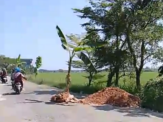 Warga Randublatung, Kabupaten Blora, Jawa Tengah, menanami pohon pisang di ruas jalan Randublatung-Cepu. Foto: Dok. Istimewa