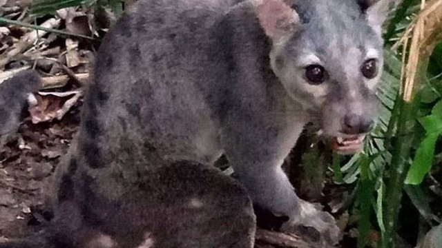 Ilustrasi Musang Sulawesi. Foto: bbksdasulsel.ksdae.kehutanan.go.id