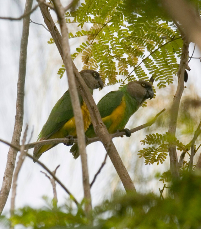 Psittacidae. Foto: teknokrat.ac.id