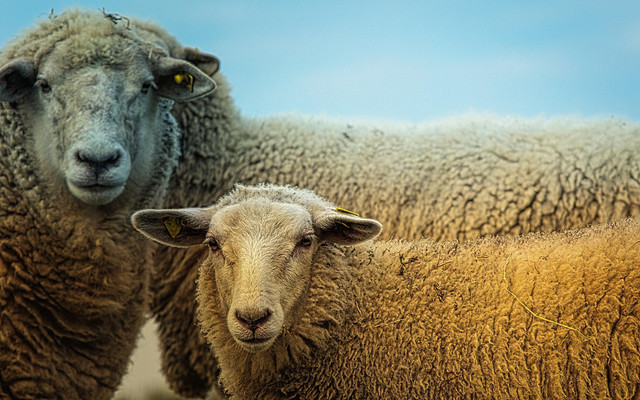 Ilustrasi hewan herbivora. Foto: Pixabay