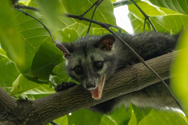 Ilustrasu Viverridae. Foto: commons.wikimedia.org