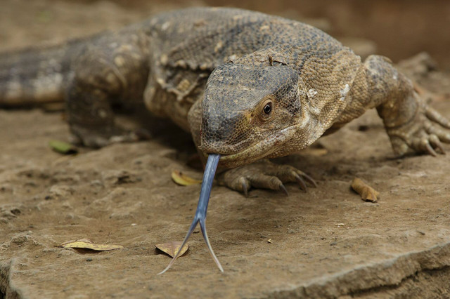 Ilustrasi Kadal Varanidae. Foto commons.wikimedia.org