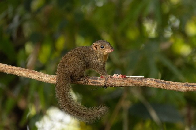 Ilustrasi Tupaiidae. Foto: commons.wikimedia.org