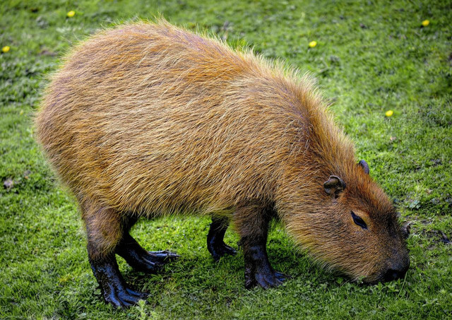Ilustrasi Kapibara. Foto: Pixabay