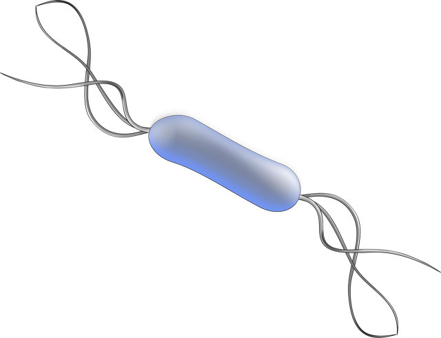Ilustrasi sel bakteri. Foto: Pixabay