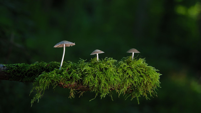 Ilustrasi Jamur. Foto: Pixabay