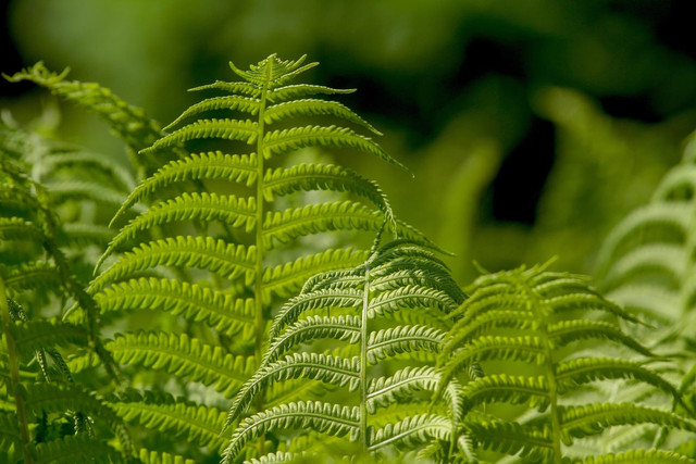 Ilustrasi Plantae. Foto: Pixabay